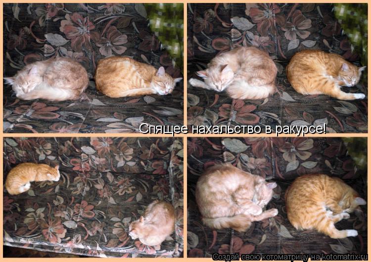 Спящее нахальство в ракурсе!... Котоматрица: Спящее нахальство в ракурсе!
