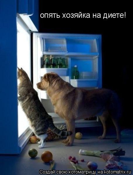 опять хозяйка на диете!... Котоматрица: опять хозяйка на диете!