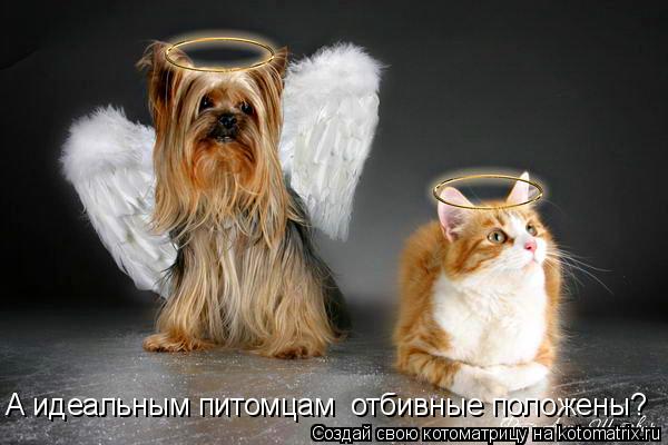 А идеальным питомцам отбивные положены?... Котоматрица: А идеальным питомцам отбивные положены?