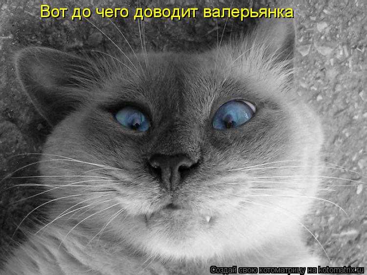 Котоматрица: Вот до чего доводит валерьянка