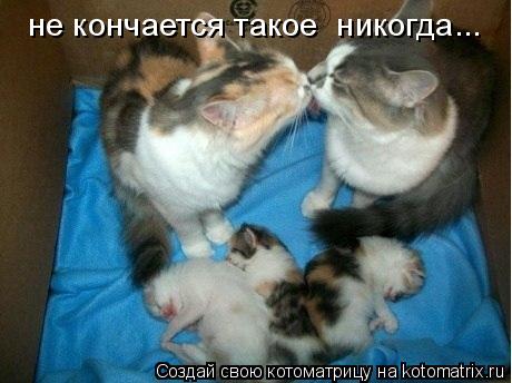 Котоматрица: не кончается такое  никогда...