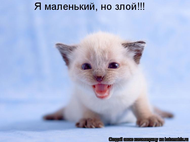 Котоматрица: Я маленький, но злой!!!