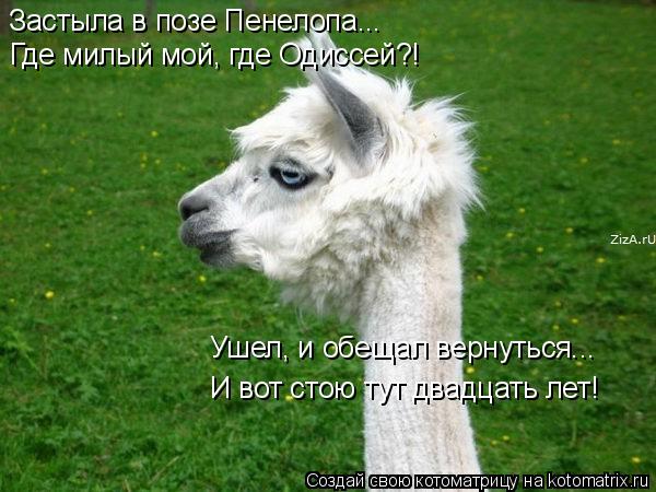 Котоматрица: Застыла в позе Пенелопа...  Где милый мой, где Одиссей?! Ушел, и обещал вернуться... И вот стою тут двадцать лет!