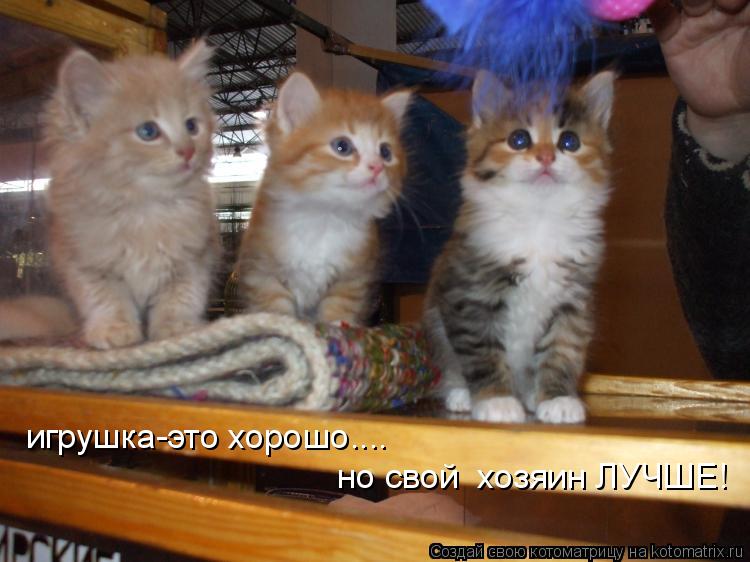Котоматрица: игрушка-это хорошо.... но свой  хозяин ЛУЧШЕ!