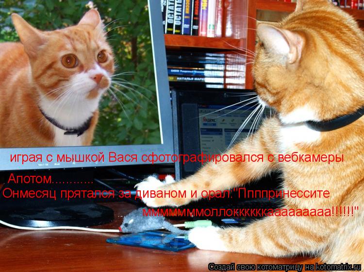 Котоматрица: играя с мышкой Вася сфотографировался с вебкамеры Апотом............ Онмесяц прятался за диваном и орал:"Ппппринессите мммммммоллоккккккааааа