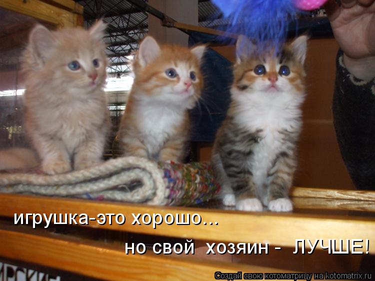 Котоматрица: игрушка-это хорошо...  но свой  хозяин -  ЛУЧШЕ!