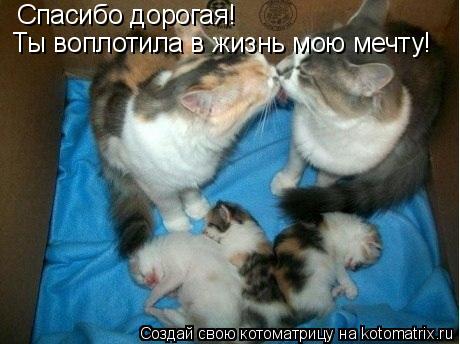 Котоматрица: Спасибо дорогая! Ты воплотила в жизнь мою мечту!