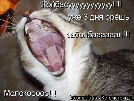 Котоматрица: Колбасуууууууууууу!!!! Молокооооо!!! уже 3 дня орёшь заболбаааааал!!!