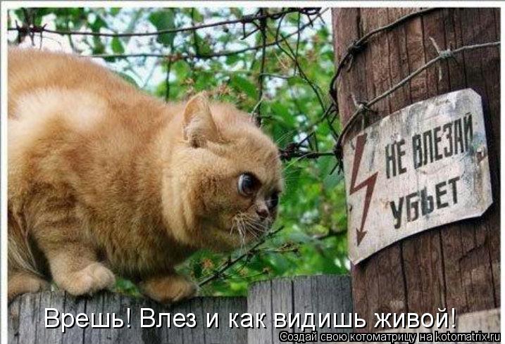 Котоматрица: Врешь! Влез и как видишь живой!