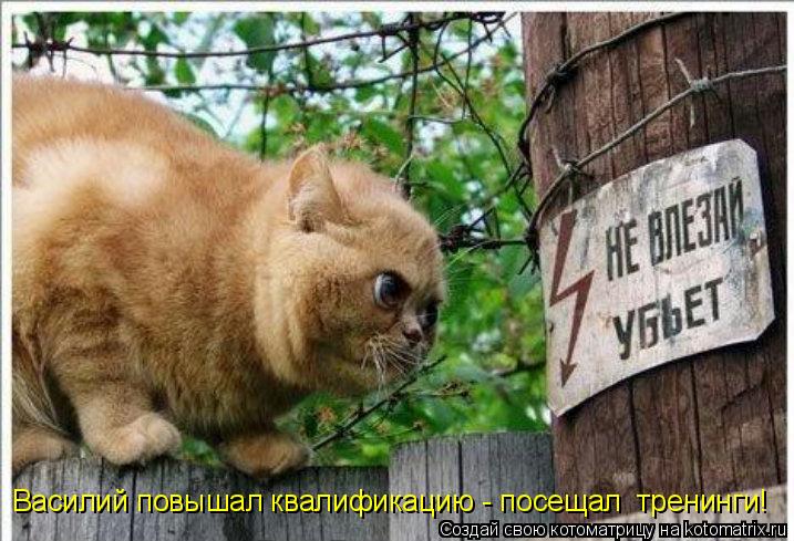 Котоматрица: Василий повышал квалификацию - посещал  тренинги!