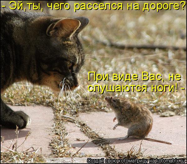 слушаются ноги! - При виде Вас, не - Эй,ты, чего расселся на дороге?... Котоматрица: слушаются ноги! - При виде Вас, не - Эй,ты, чего расселся на дороге?