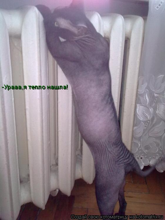Котоматрица: -Урааа,я тепло нашла!