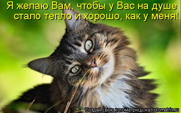 Я желаю Вам, чтобы у Вас на душе стало тепло и хорошо, как у меня!... Котоматрица: Я желаю Вам, чтобы у Вас на душе стало тепло и хорошо, как у меня!
