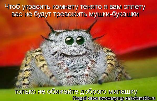 Чтоб украсить комнату тенято я вам сплету вас не будут тревожить мушки-букашки только не обижайте доб... Котоматрица: Чтоб украсить комнату тенято я вам сплету вас не будут тревожить мушки-букашки только не обижайте доброго милашку.