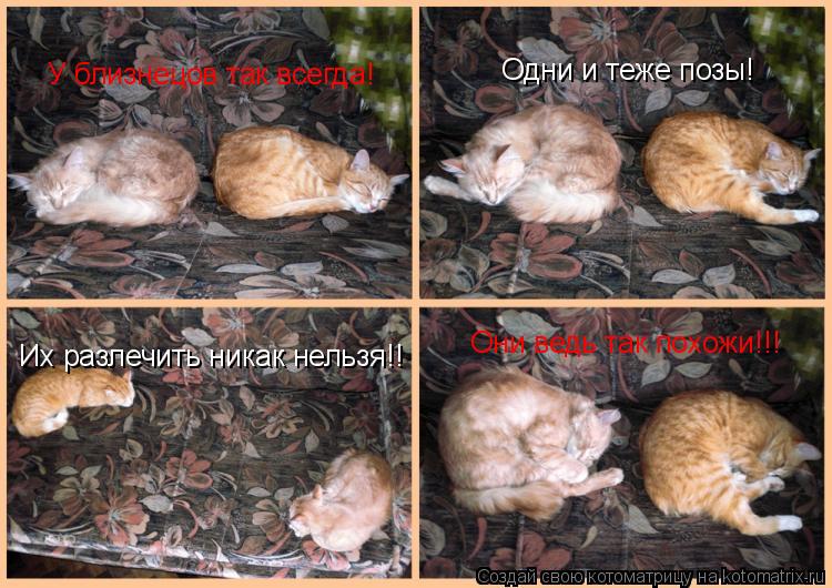 У близнецов так всегда! Одни и теже позы! Их разлечить никак нельзя!! Они ведь так похожи!!!... Котоматрица: У близнецов так всегда! Одни и теже позы! Их разлечить никак нельзя!! Они ведь так похожи!!!
