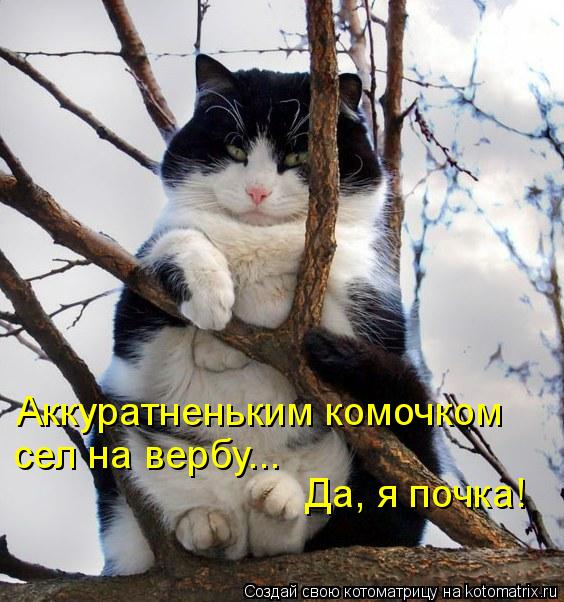 Аккуратненьким комочком сел на вербу... Да, я почка!... Котоматрица: Аккуратненьким комочком сел на вербу... Да, я почка!