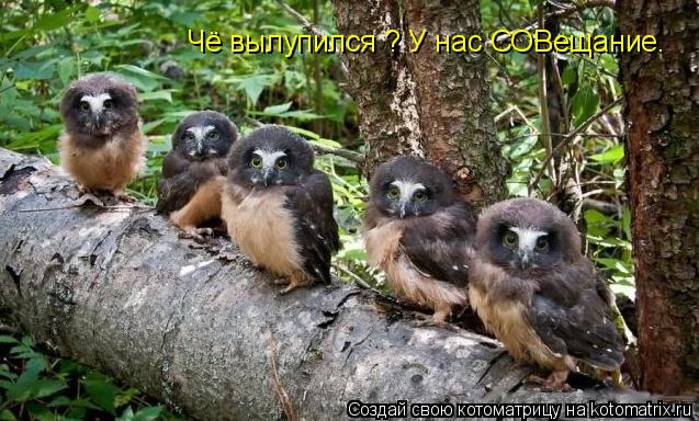 Чё вылупился ? У нас СОВещание.... Котоматрица: Чё вылупился ? У нас СОВещание.