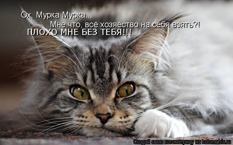Ох, Мурка Мурка... Мне что, всё хозяёство на себя взять?! ПЛОХО МНЕ БЕЗ ТЕБЯ!!!... Котоматрица: Ох, Мурка Мурка... Мне что, всё хозяёство на себя взять?! ПЛОХО МНЕ БЕЗ ТЕБЯ!!!