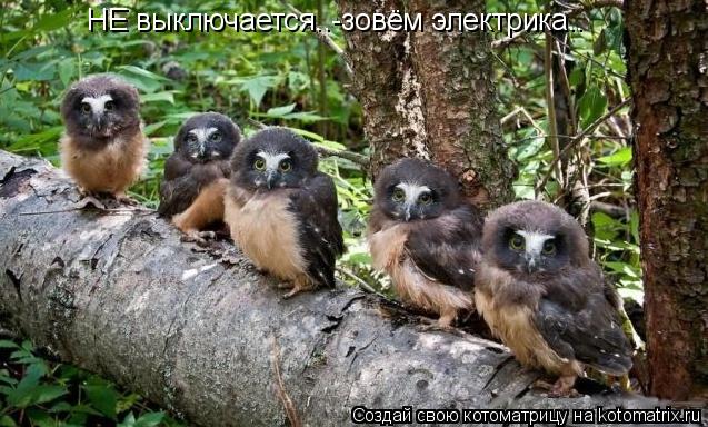 НЕ выключается..-зовём электрика..... Котоматрица: НЕ выключается..-зовём электрика..