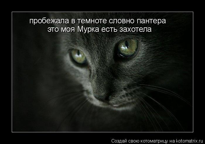 пробежала в темноте словно пантера это моя Мурка есть захотела... Котоматрица: пробежала в темноте словно пантера это моя Мурка есть захотела
