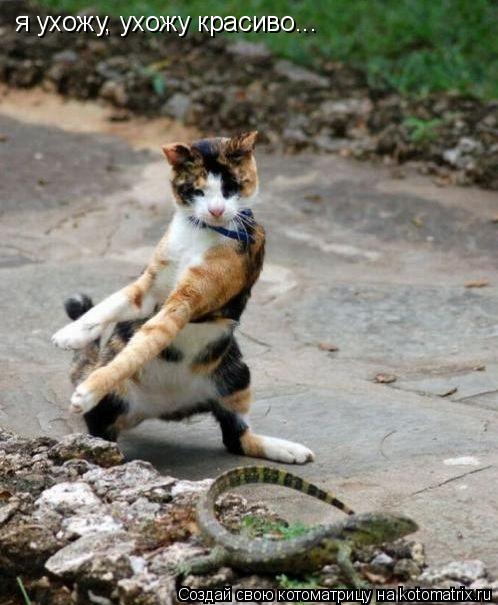 я ухожу, ухожу красиво...... Котоматрица: я ухожу, ухожу красиво...