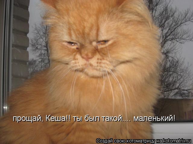 прощай, Кеша!! ты был такой.... маленький!... Котоматрица: прощай, Кеша!! ты был такой.... маленький!