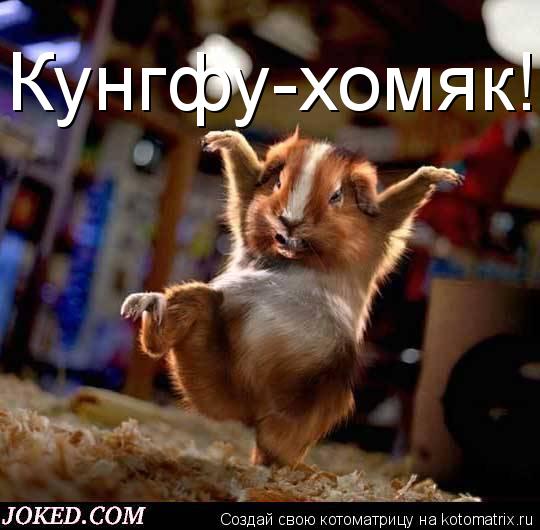 Кунгфу-хомяк!... Котоматрица: Кунгфу-хомяк!