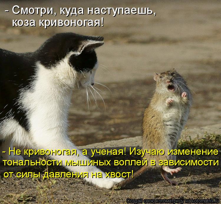 - Смотри, куда наступаешь, коза кривоногая! - Не кривоногая, а ученая! Изучаю изменение тональности ... Котоматрица: - Смотри, куда наступаешь, коза кривоногая! - Не кривоногая, а ученая! Изучаю изменение тональности мышиных воплей в зависимости от силы дав