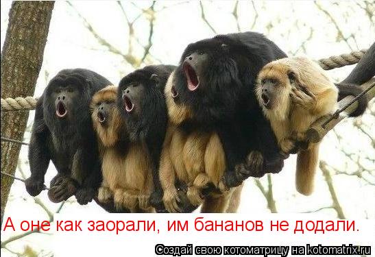 Котоматрица: А оне как заорали, им бананов не додали.
