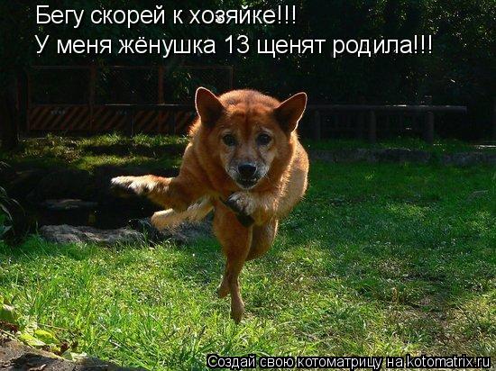 Котоматрица: Бегу скорей к хозяйке!!! У меня жёнушка 13 щенят родила!!!