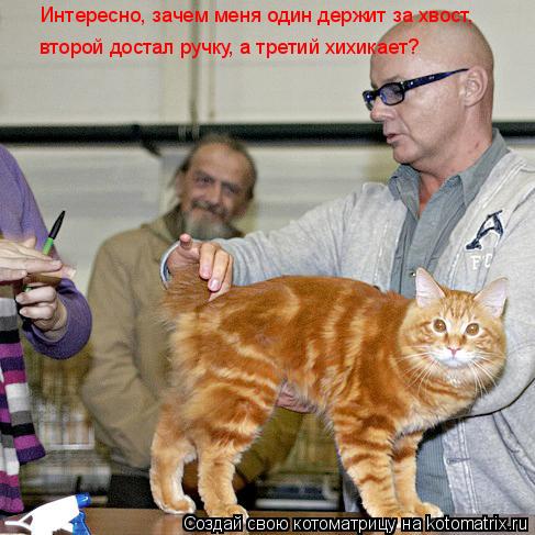 Интересно, зачем меня один держит за хвост, второй достал ручку, а третий хихикает?... Котоматрица: Интересно, зачем меня один держит за хвост, второй достал ручку, а третий хихикает?
