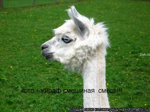 кото - жираф смешиная смесь!!!... Котоматрица: кото - жираф смешиная смесь!!!