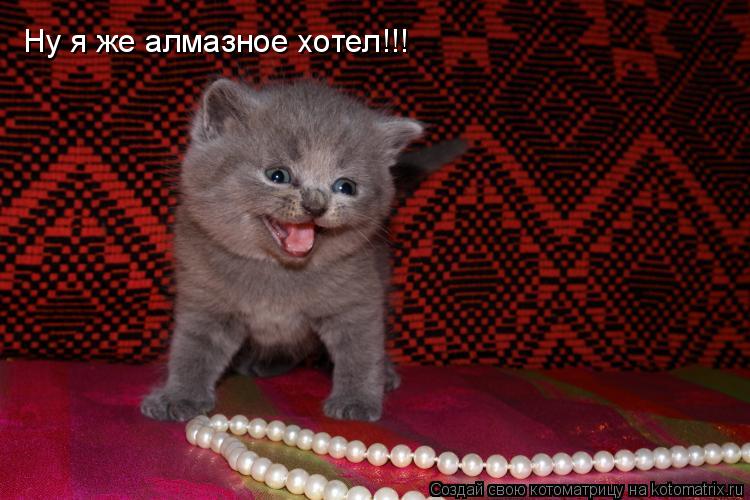 Ну я же алмазное хотел!!!... Котоматрица: Ну я же алмазное хотел!!!