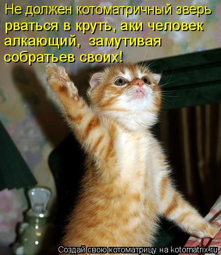 Котоматрица: Не должен котоматричный зверь рваться в круть, аки человек алкающий,  замутивая собратьев своих!