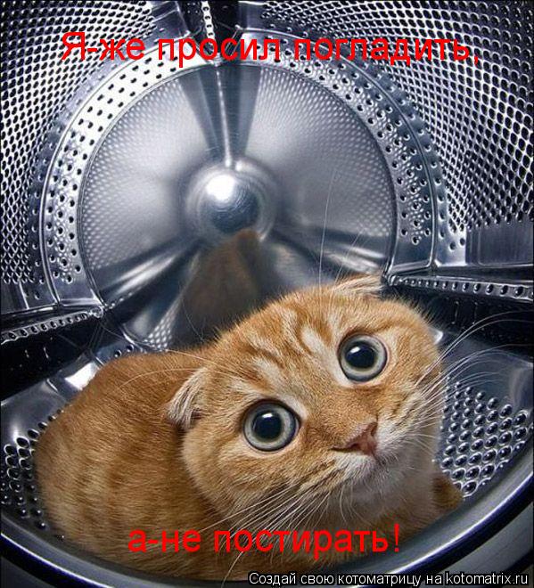 Я-же просил погладить, а-не постирать!... Котоматрица: Я-же просил погладить, а-не постирать!
