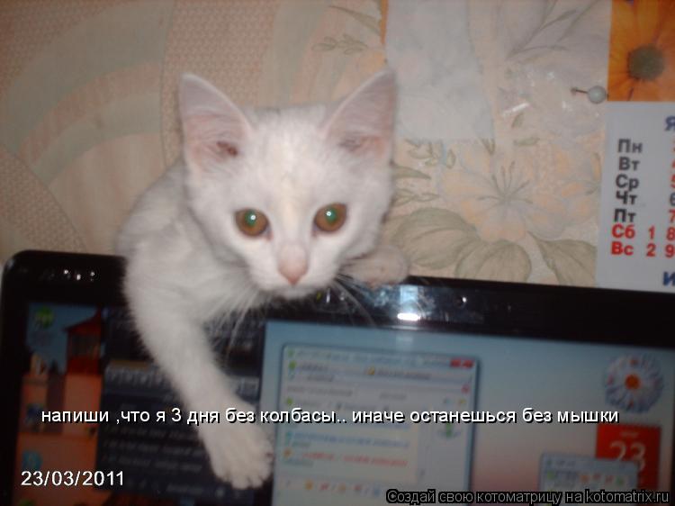напиши ,что я 3 дня без колбасы.. иначе останешься без мышки... Котоматрица: напиши ,что я 3 дня без колбасы.. иначе останешься без мышки