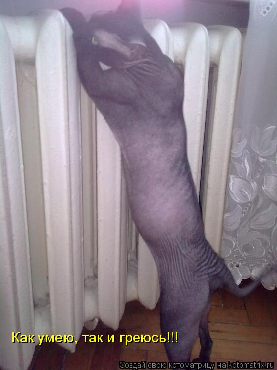 Как умею, так и греюсь!!!... Котоматрица: Как умею, так и греюсь!!!