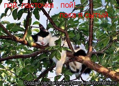 пой, ласточка , пой!.... пока я сытый....... Котоматрица: пой, ласточка , пой!.... пока я сытый....