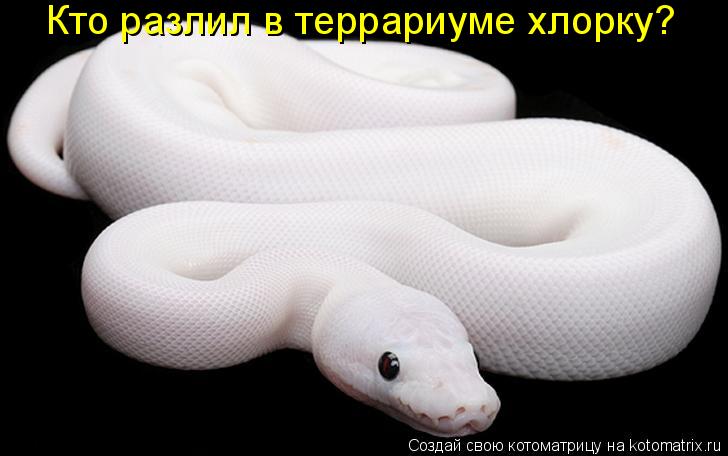 Кто разлил в террариуме хлорку?... Котоматрица: Кто разлил в террариуме хлорку?