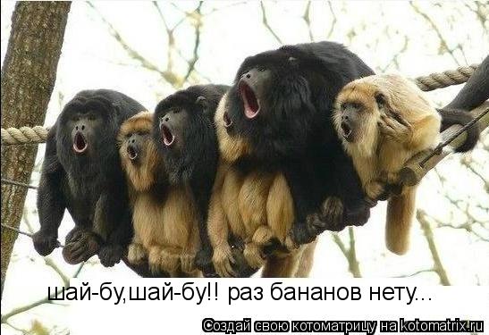 шай-бу,шай-бу!! раз бананов нету...... Котоматрица: шай-бу,шай-бу!! раз бананов нету...