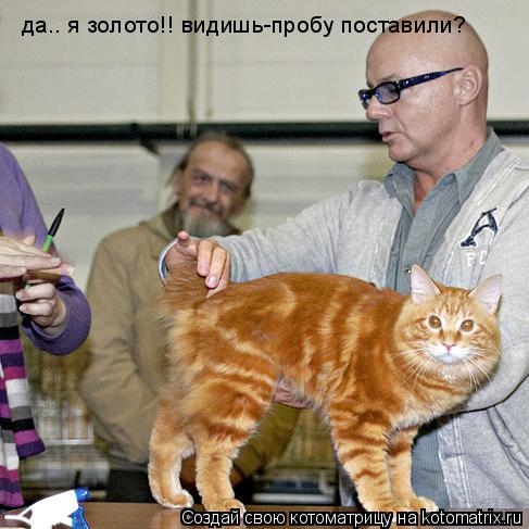 Котоматрица: да.. я золото!! видишь-пробу поставили?