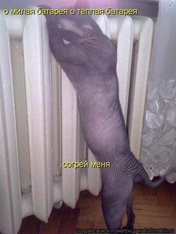 Котоматрица: о милая батарея о тёплая батарея  согрей меня