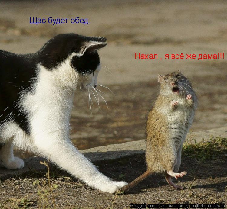 Котоматрица: Нахал , я всё же дама!!! Щас будет обед.