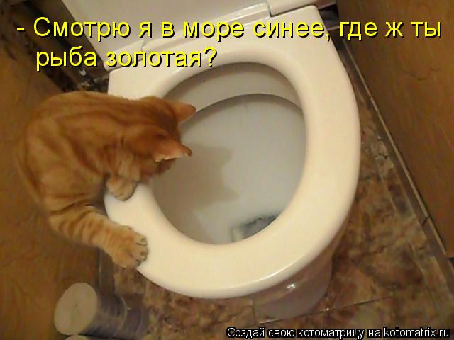 Котоматрица: - Смотрю я в море синее, где ж ты рыба золотая?