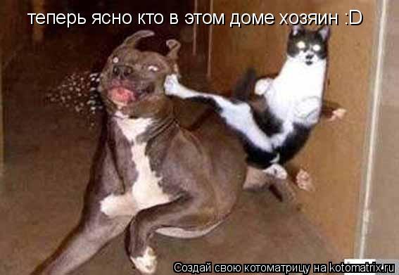 Котоматрица: теперь ясно кто в этом доме хозяин :D