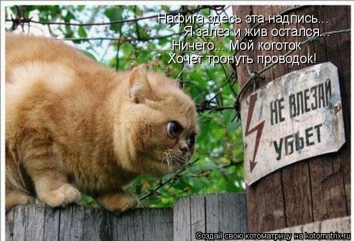 Нафига здесь эта надпись... Я залез и жив остался... Ничего... Мой коготок Хочет тронуть проводок!... Котоматрица: Нафига здесь эта надпись... Я залез и жив остался... Ничего... Мой коготок Хочет тронуть проводок!
