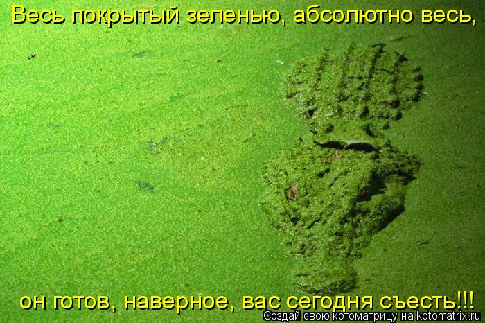 Весь покрытый зеленью, абсолютно весь, он готов, наверное, вас сегодня съесть!!!... Котоматрица: Весь покрытый зеленью, абсолютно весь, он готов, наверное, вас сегодня съесть!!!