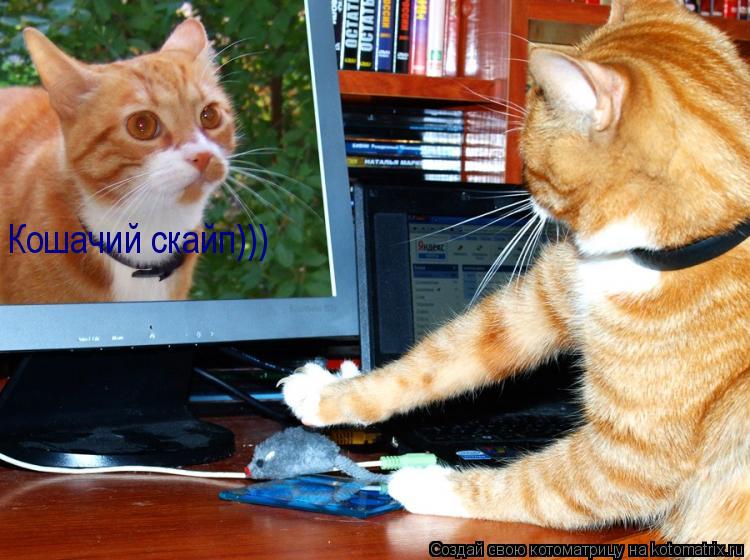 Кошачий скайп)))... Котоматрица: Кошачий скайп)))