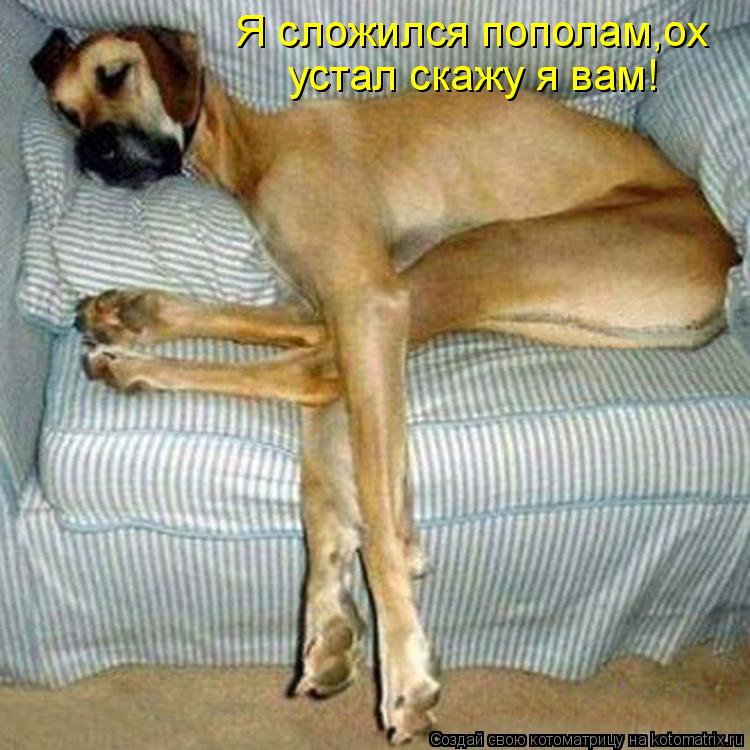 Я сложился пополам,ох устал скажу я вам!... Котоматрица: Я сложился пополам,ох устал скажу я вам!