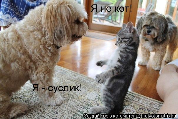 Я не кот! Я - суслик!... Котоматрица: Я не кот! Я - суслик!